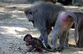 2010-08-24 (640) Aanranding en mishandeling gebeurd ook in de apenwereld
